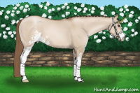 Horse Color:Grullo Pearl Sabino