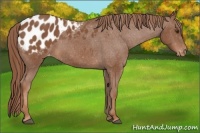 Horse Color:Chestnut Appaloosa 
