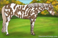Horse Color:Chocolate Palomino Near Leopard 