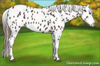 Horse Color:Liver Chestnut Appaloosa 