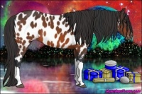 Horse Color:Bay Near Leopard 