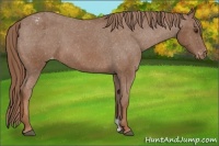 Horse Color:Chestnut Appaloosa 