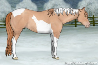 Horse Color:Gold Champagne Tobiano Rabicano