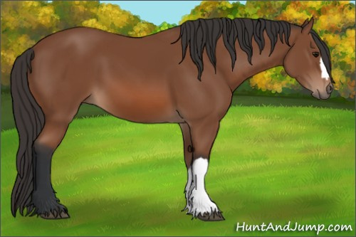 Horse Color: Bay 