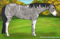 Horse Color:Grullo Ice Sabino 