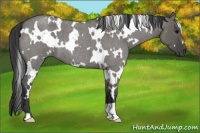 Horse Color:White Spotted Brown Roan Dun 