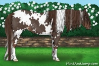 Horse Color:White Spotted Liver Red Roan