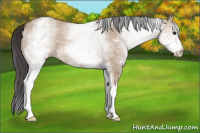 Horse Color:White Spotted Bay Dun 