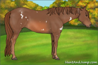Horse Color:White Spotted Chestnut 