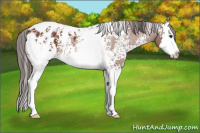 Horse Color:White Spotted Bay Splash Appaloosa 