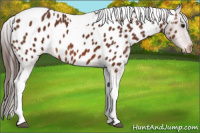 Horse Color:Bay Tobiano Appaloosa 