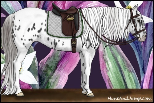 Horse Color: Black Tobiano Blanket 