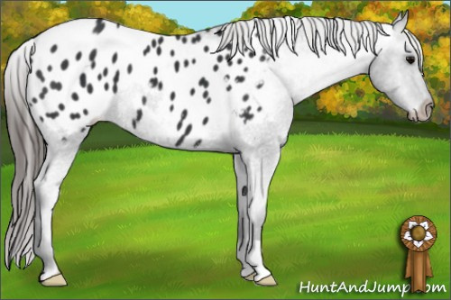 Horse Color: Black Blanket 