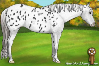 Horse Color:Black Appaloosa 
