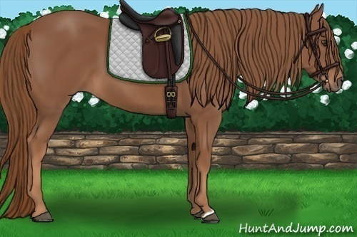Horse Color: Chestnut 