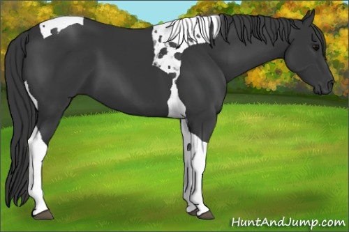 Horse Color: Black Tobiano 