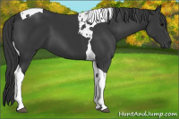 Horse Color:Black Tobiano 