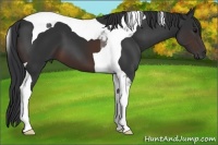 Horse Color:Brown Tobiano 