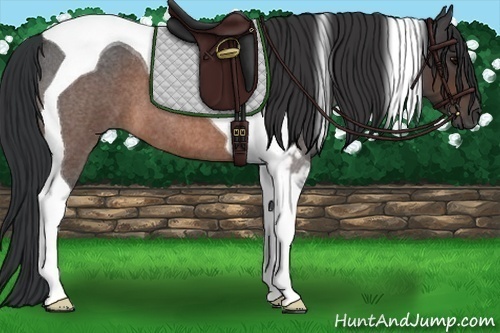 Horse Color: Brown Roan Tobiano 