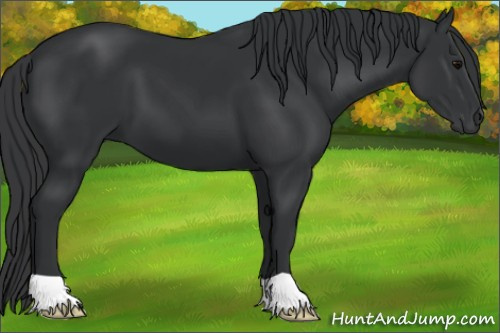 Horse Color: Brown 
