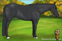 Horse Color:Black 
