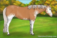 Horse Color:White Spotted Silver Bay 