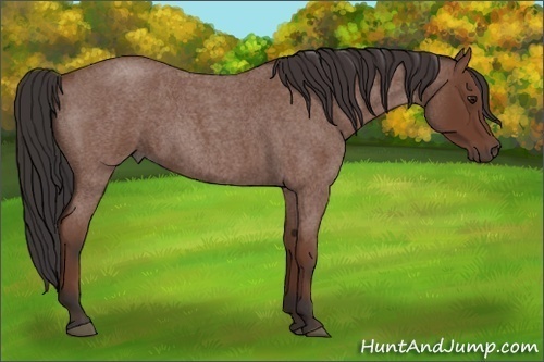 Horse Color: Bay Roan 