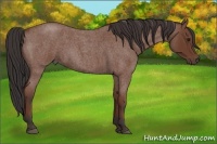 Horse Color:Bay Roan 