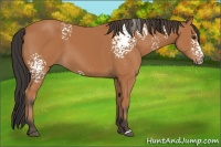 Horse Color:White Spotted Bay 