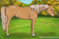 Horse Color:Palomino 