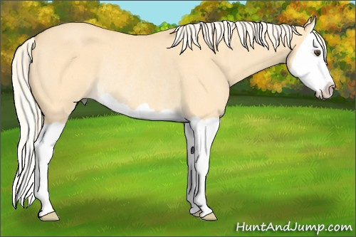 Horse Color: Palomino Dun Splash Rabicano 