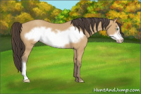 Horse Color:Amber Cream Champagne Frame 