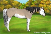 Horse Color:Brown Dun Splash 