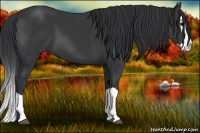 Horse Color:Black Splash