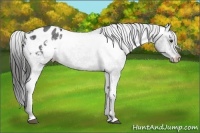 Horse Color:Liver Chestnut Appaloosa 