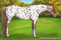 Horse Color:White Spotted Chestnut Sabino Near Leopard 