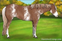 Horse Color:White Spotted Chestnut Sabino 