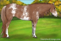 Horse Color:White Spotted Chestnut Sabino 