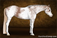 Horse Color:White Spotted Chestnut Sabino 