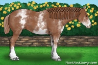 Horse Color:White Spotted Chestnut 