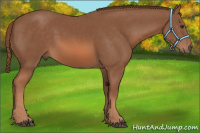 Horse Color:Liver Chestnut 