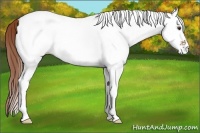 Horse Color:White Spotted Chestnut