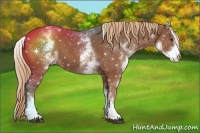 Horse Color:White Spotted Chestnut Sabino 