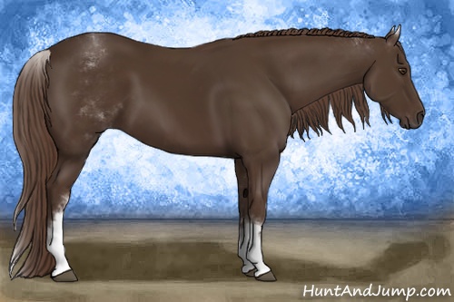 Horse Color: White Spotted Liver Chestnut Sabino 