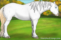 Horse Color:Smoky Grullo Splash Appaloosa Rabicano 