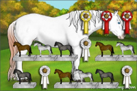 Horse Color:White Spotted Bay Dun Splash Appaloosa Rabicano 