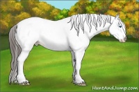 Horse Color:White Spotted Black Splash Appaloosa 