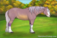 Horse Color:Watercolor Silver Bay Roan Splash Rabicano 