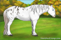 Horse Color:White Spotted Brown Splash Appaloosa 