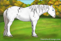 Horse Color:White Spotted Black Splash Appaloosa 
